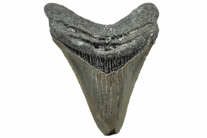 Serrated, Fossil Megalodon Tooth - North Carolina #309509